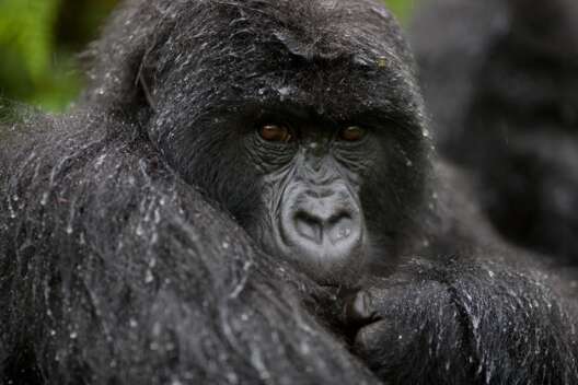 Gorilla Tracking