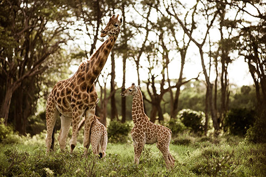 Giraffe Manor et Karen Blixen